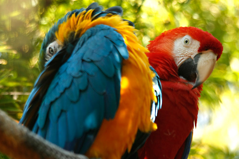 Photograph of two MaCaws at the Jacksonville Zoo