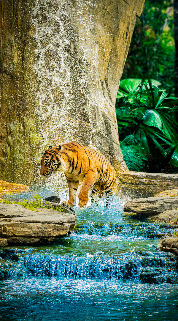 Tiger Cooling