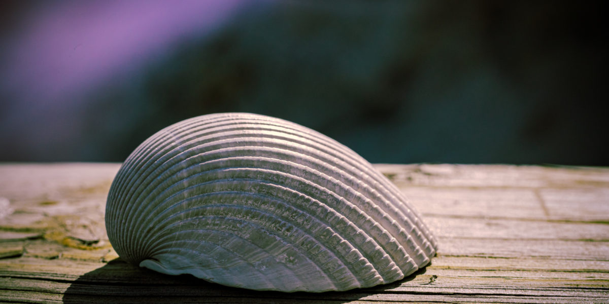 A beautiful Seashell