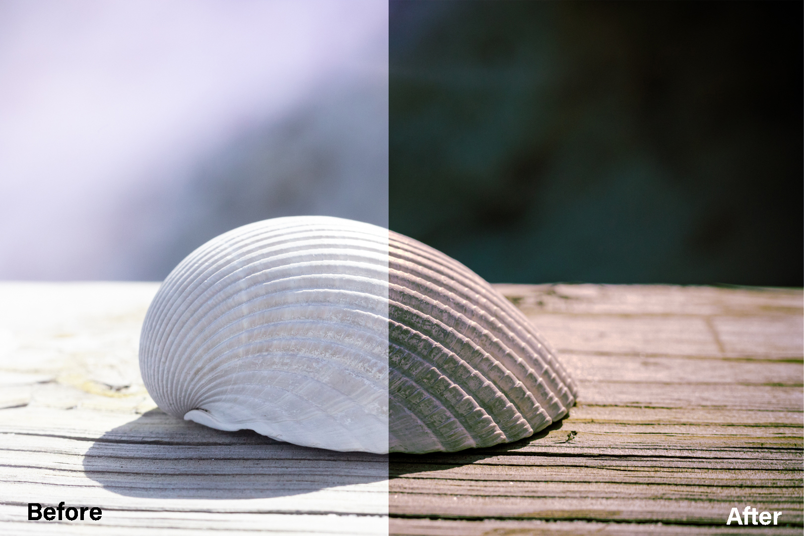 Before and After of Solo Sea Shell.